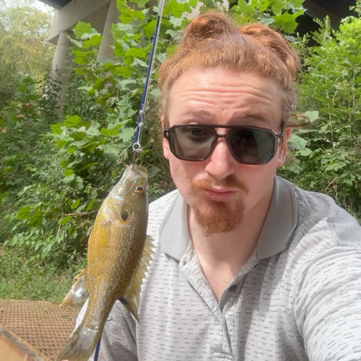 Green sunfish caught on Fishbrain