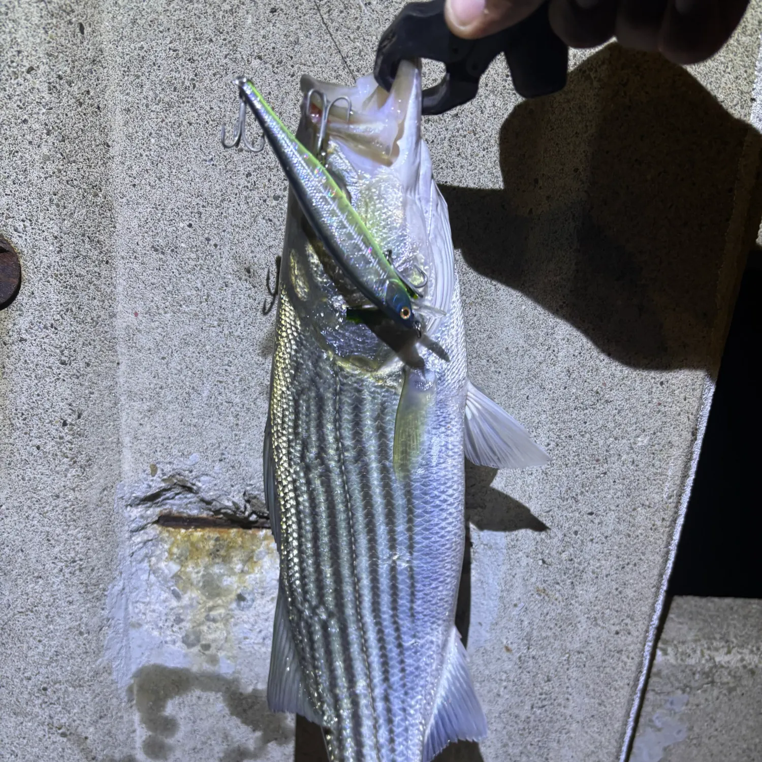 Striped bass caught on Fishbrain