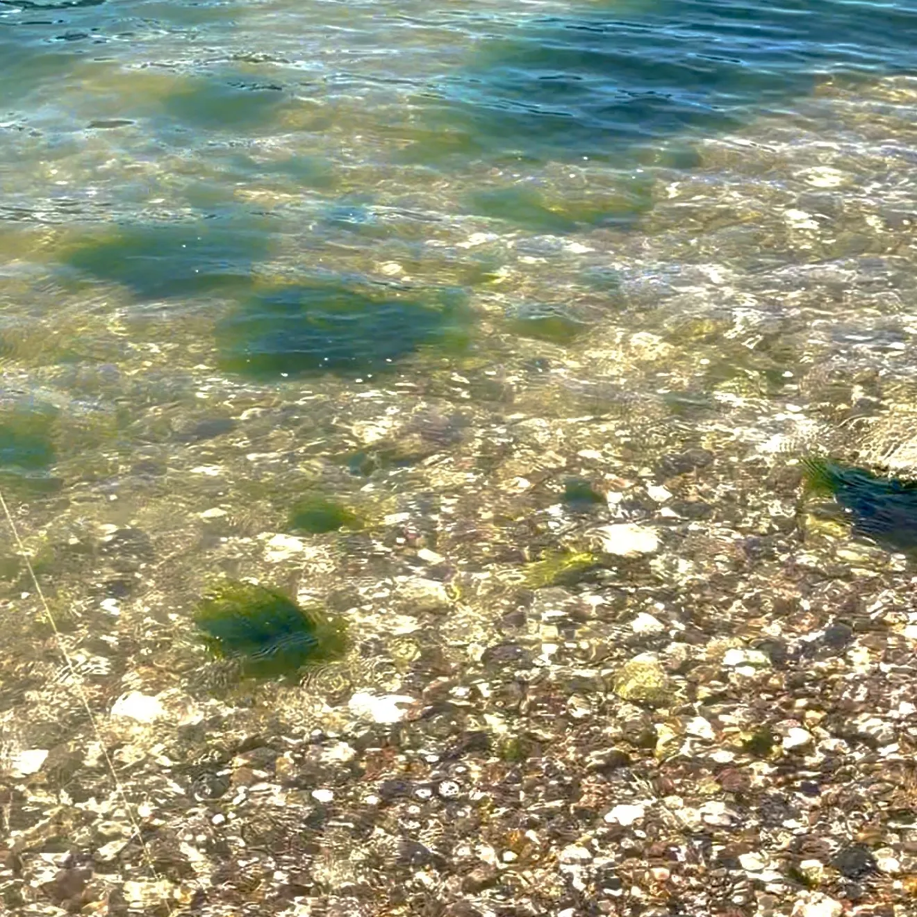 The most recent Southern flounder catches on Fishbrain