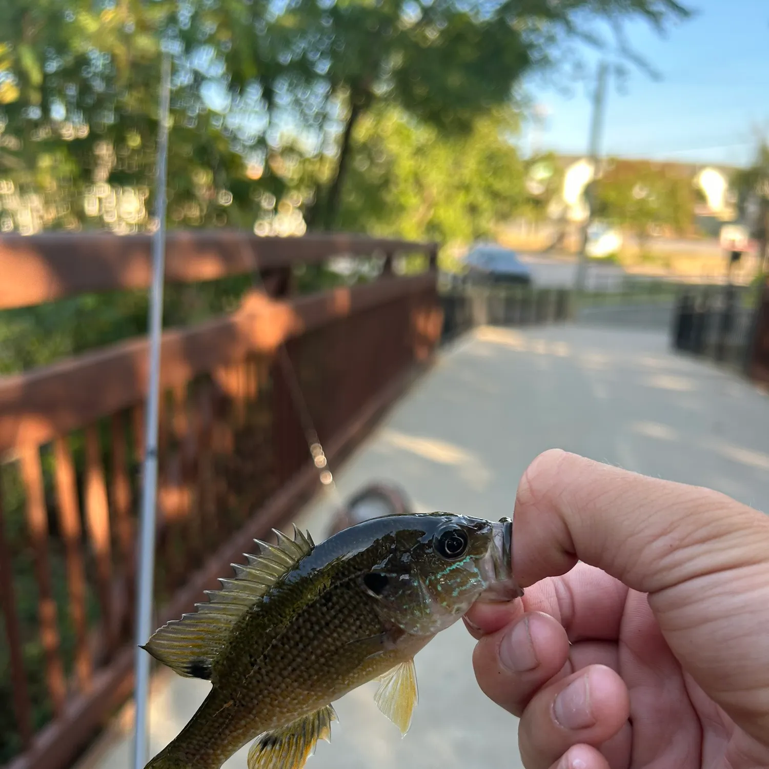 The most recent Pumpkingill hybrid catches on Fishbrain