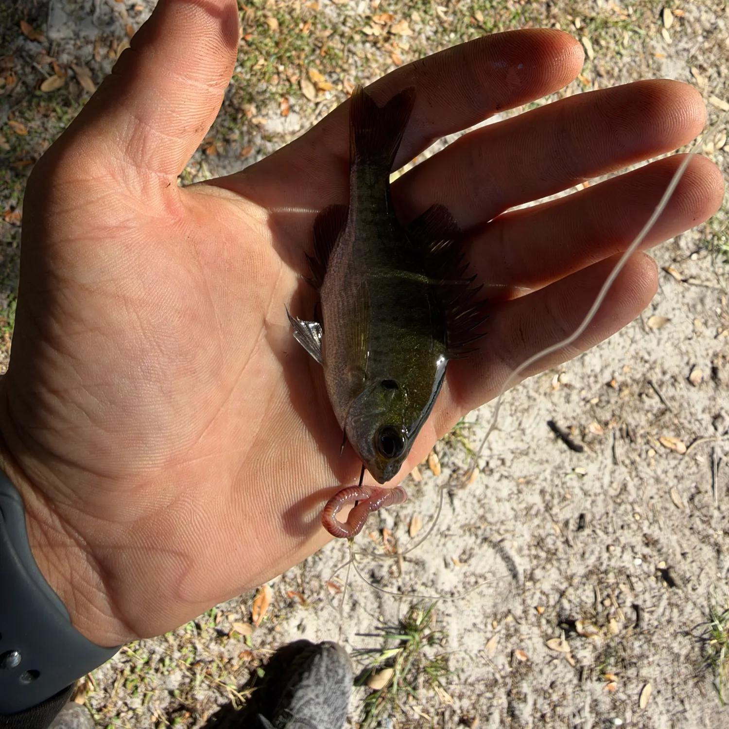 Bluegill caught on Fishbrain