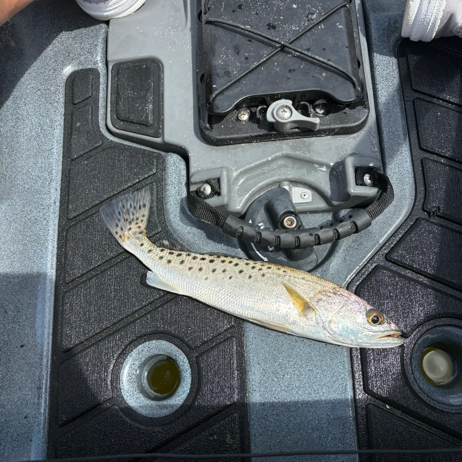 Spotted seatrout caught on Fishbrain