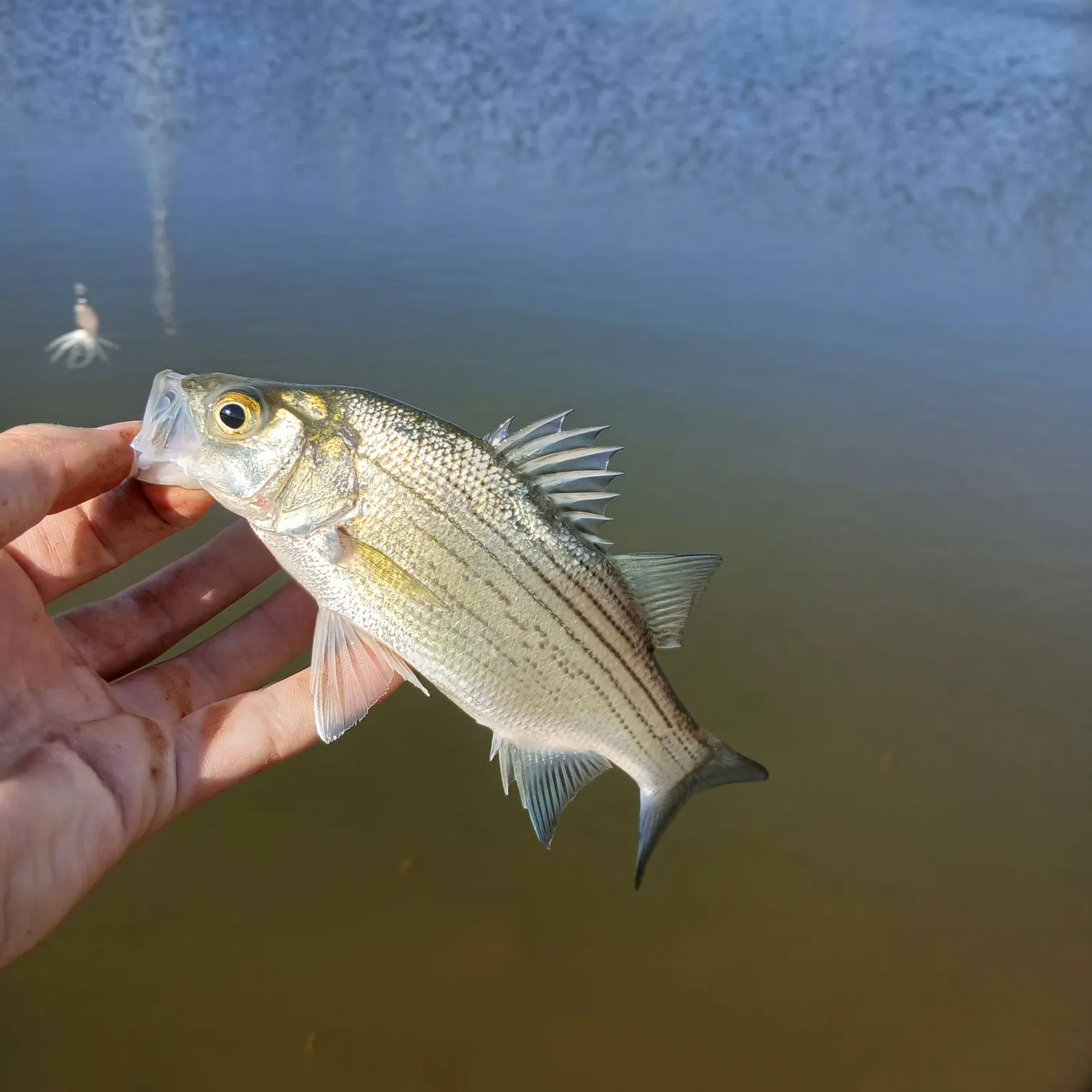 White bass caught on Fishbrain