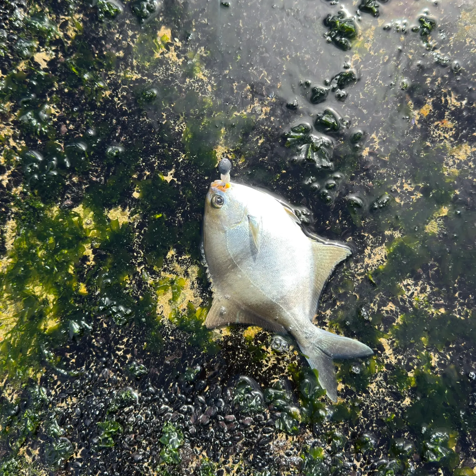 The most recent Silver sweep catches on Fishbrain