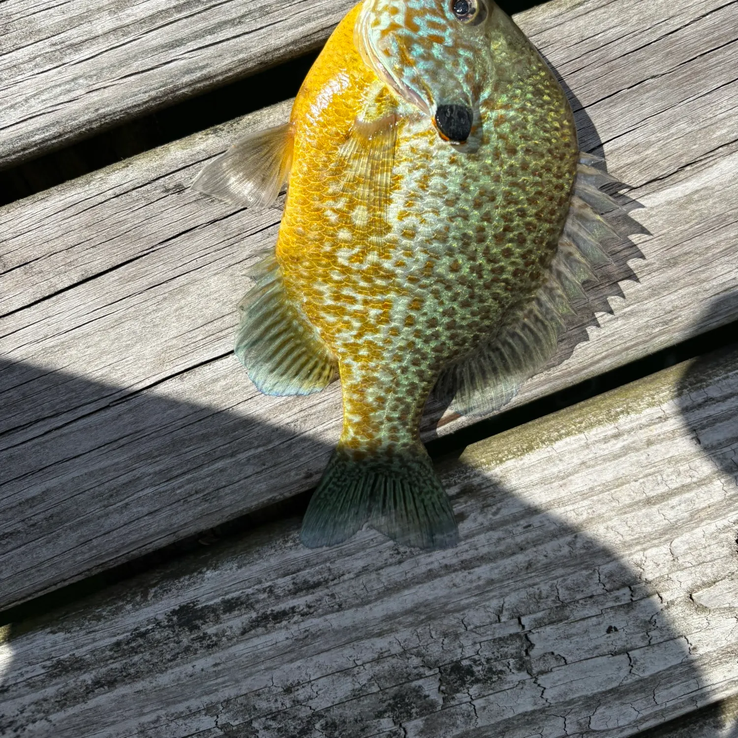 Pumpkinseed caught on Fishbrain