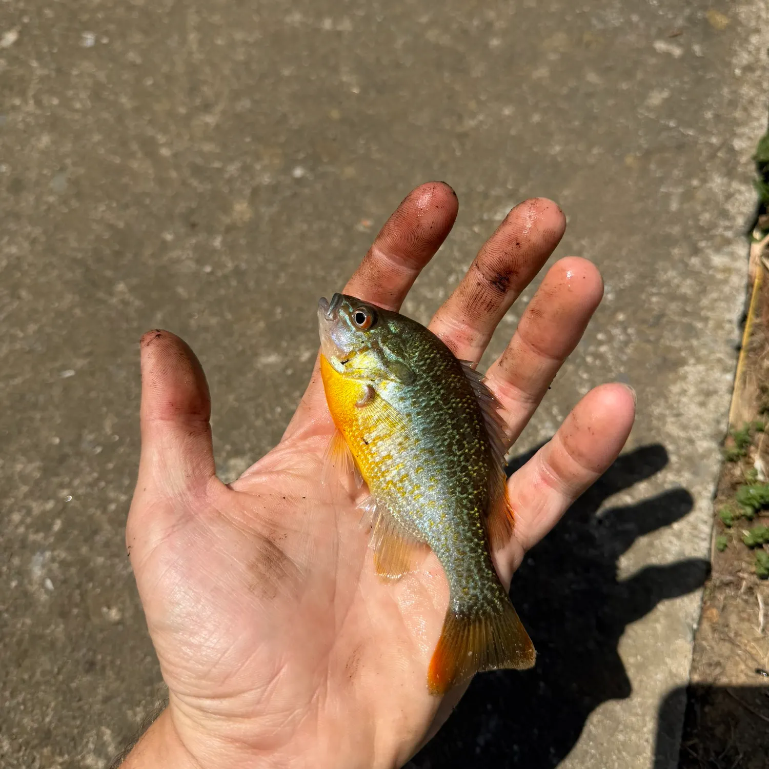 The most recent Redbreast sunfish catches on Fishbrain