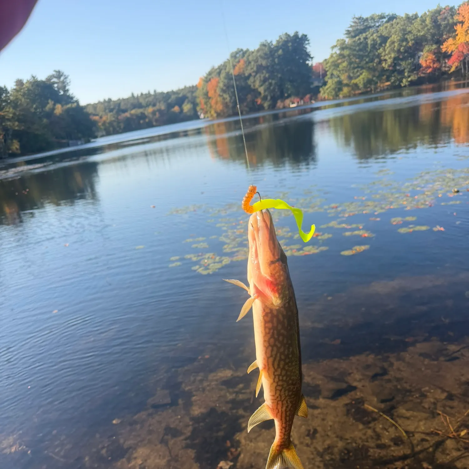 Chain pickerel caught on Fishbrain