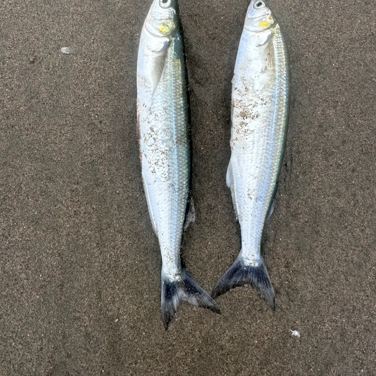 The most recent Jack silverside catches on Fishbrain
