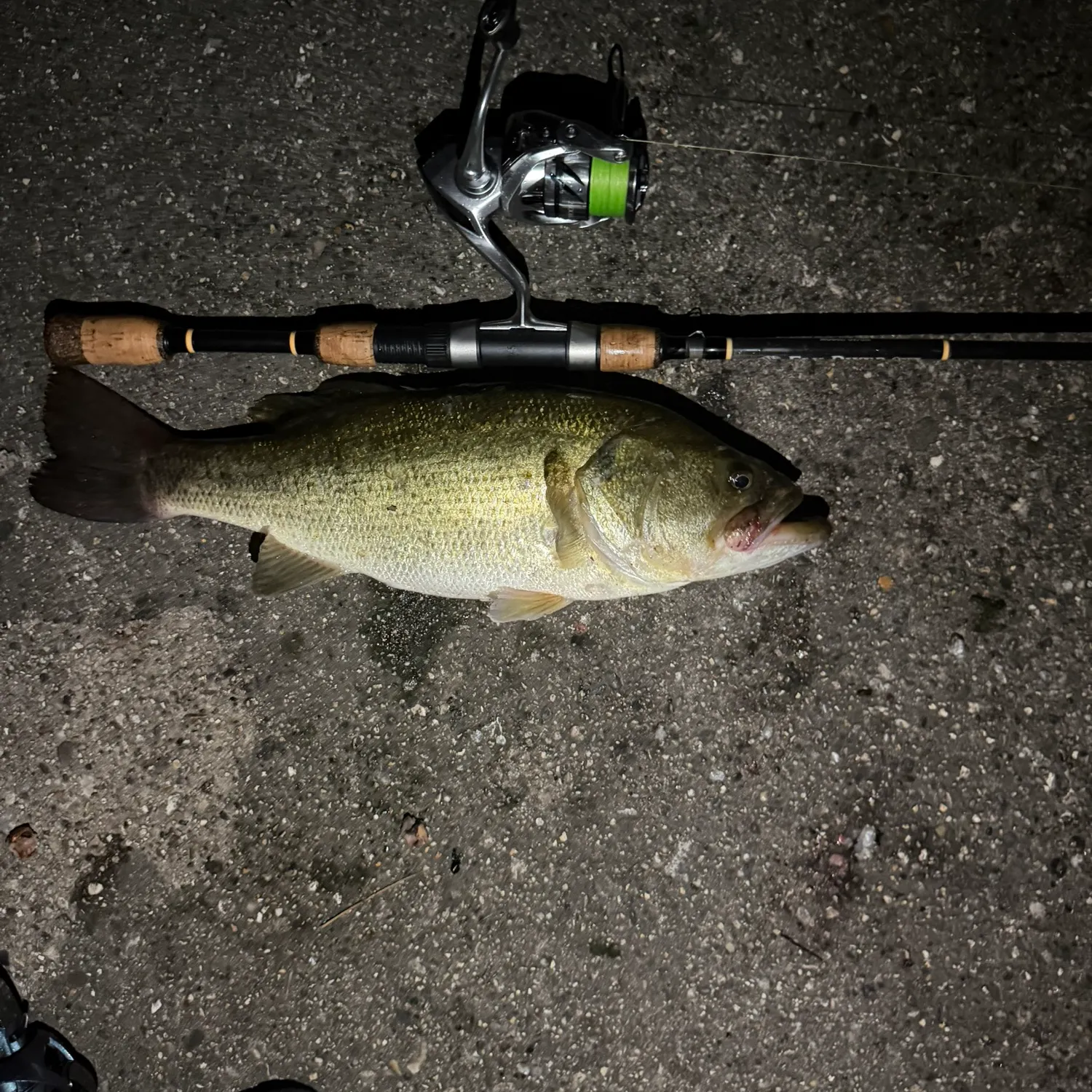 Largemouth bass caught on Fishbrain