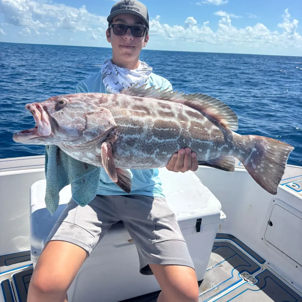 The most recent Black grouper catches on Fishbrain