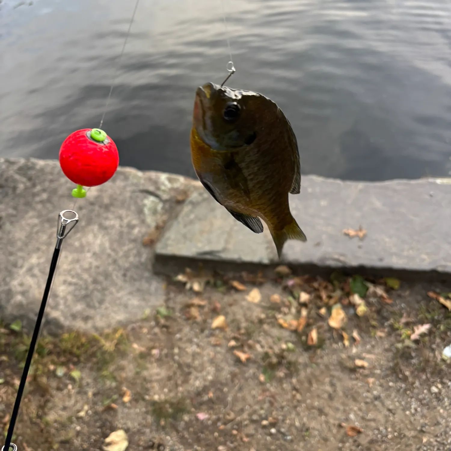 Bluegill caught on Fishbrain