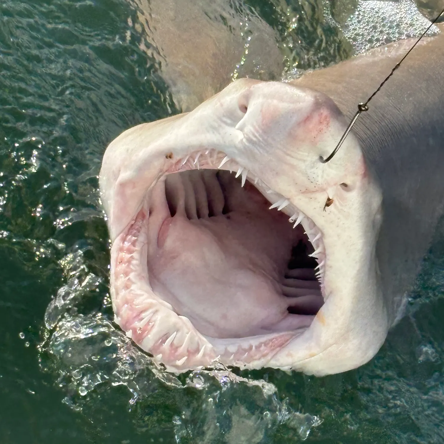 Sandbar shark caught on Fishbrain