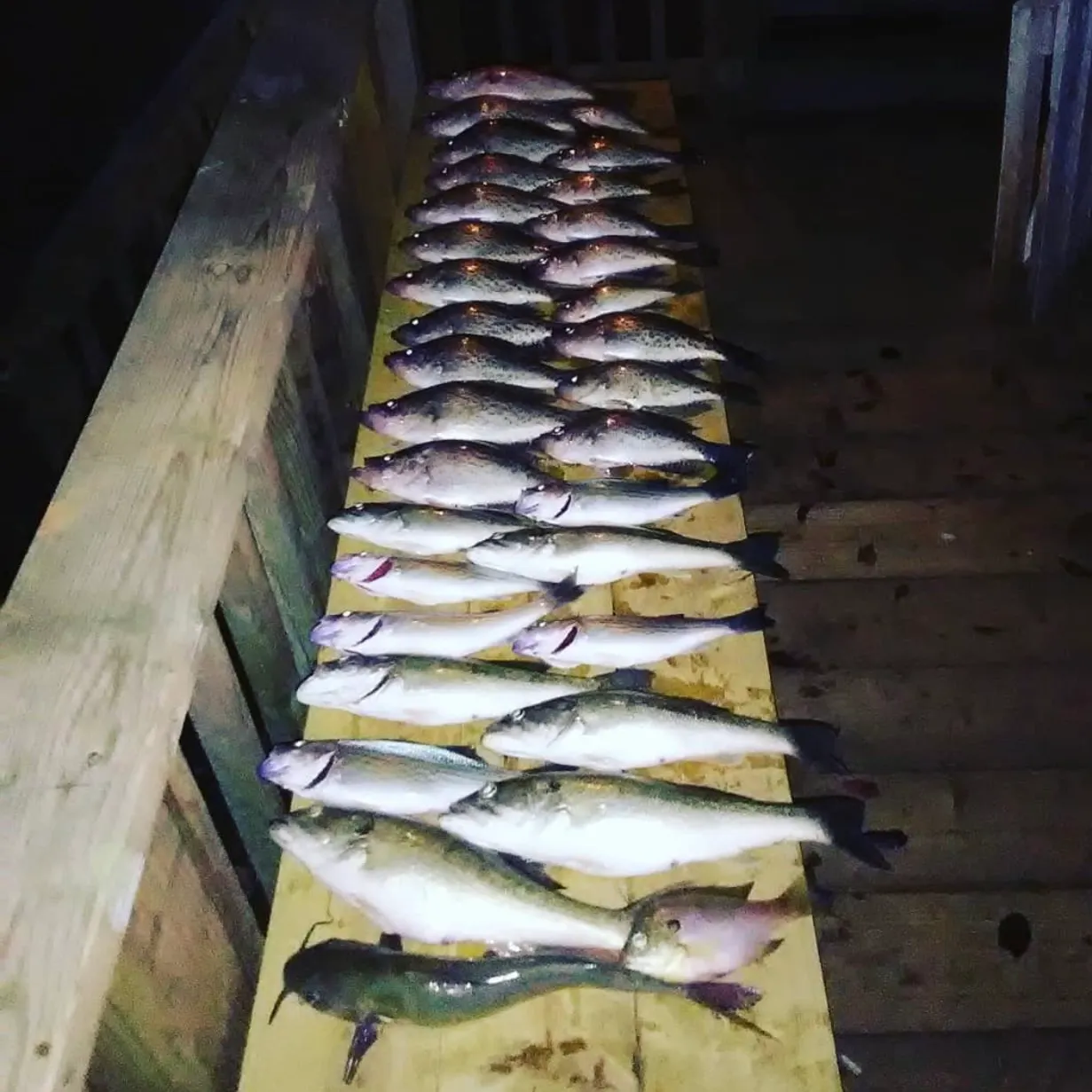 recently logged catches