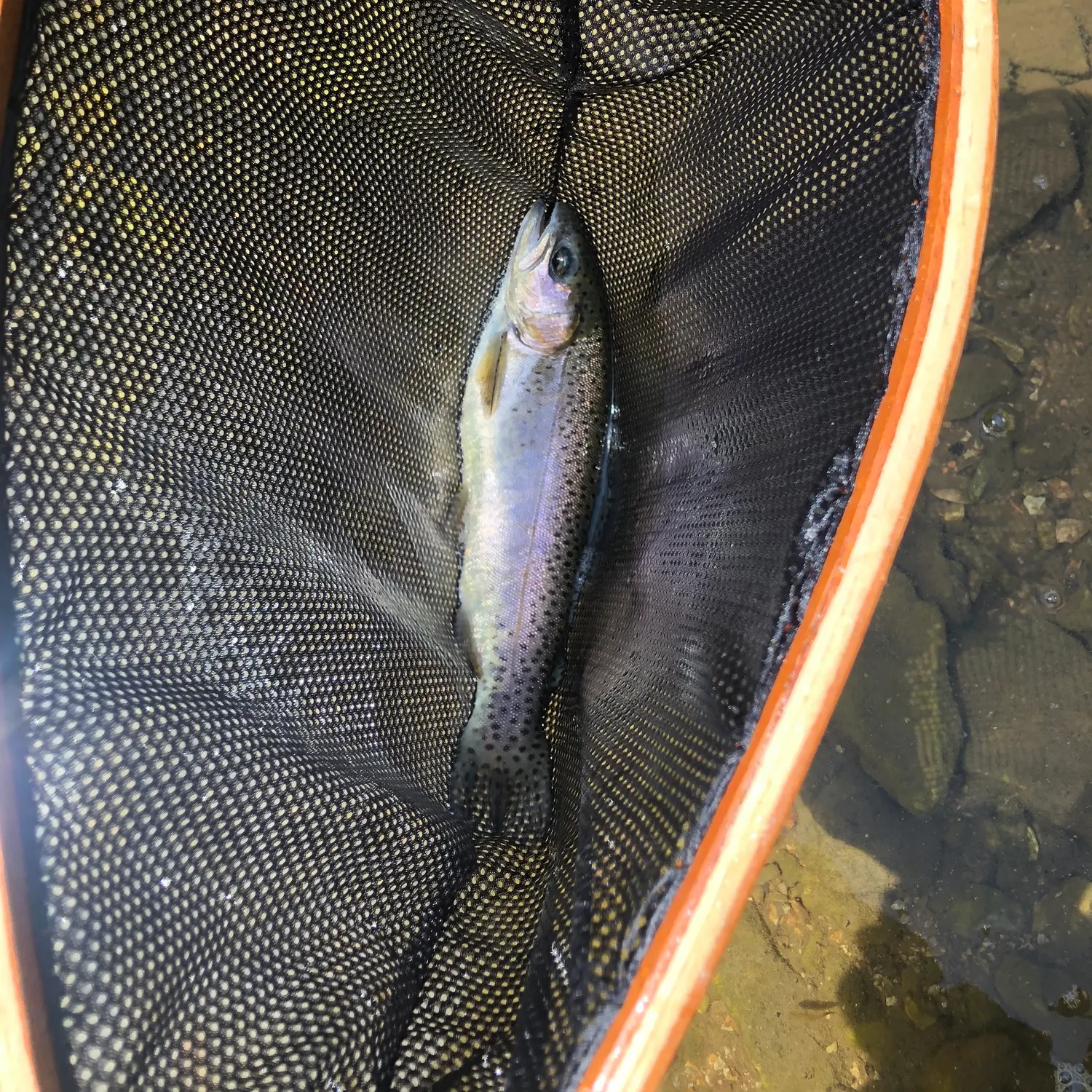 Rainbow trout caught on Fishbrain