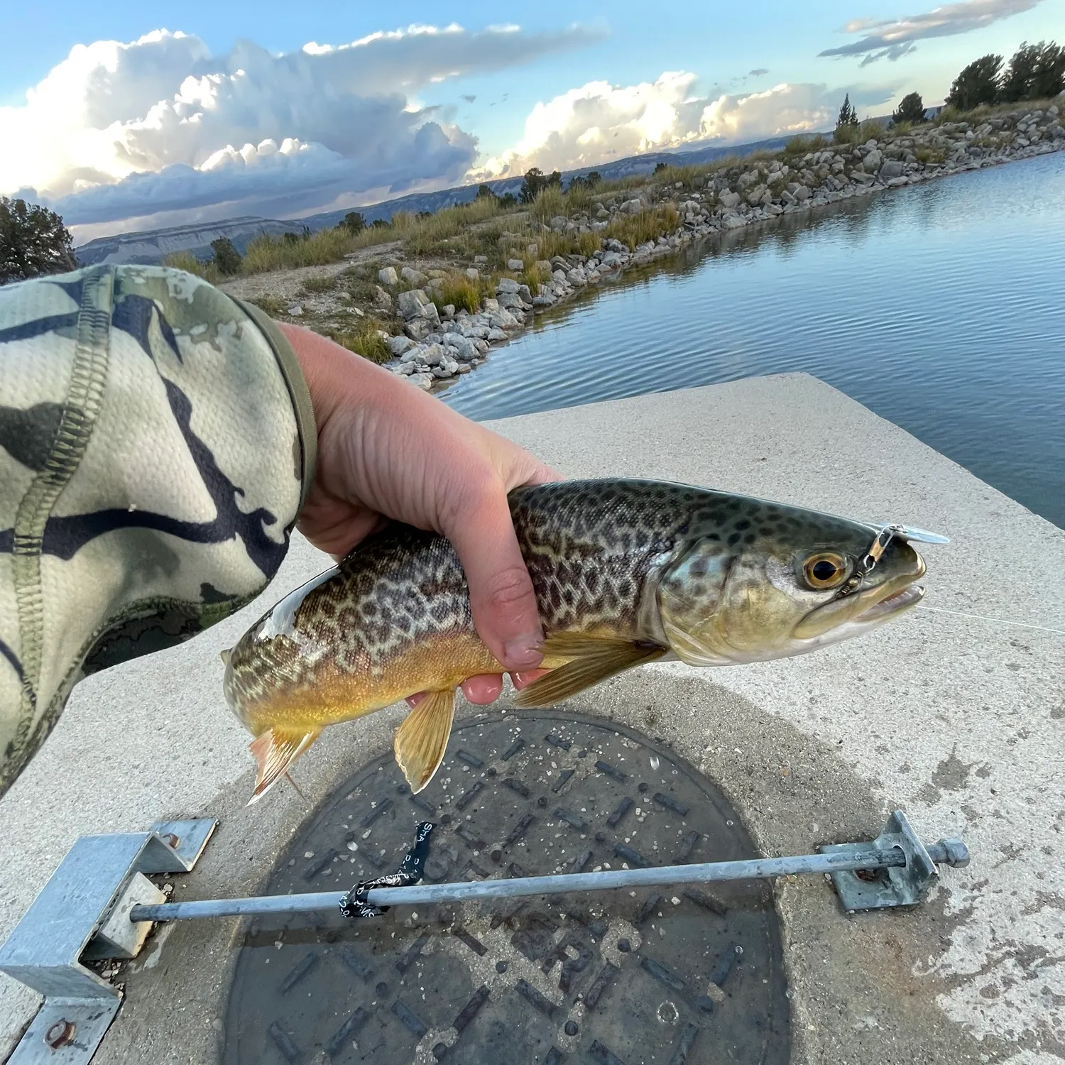 Tiger trout caught on Fishbrain