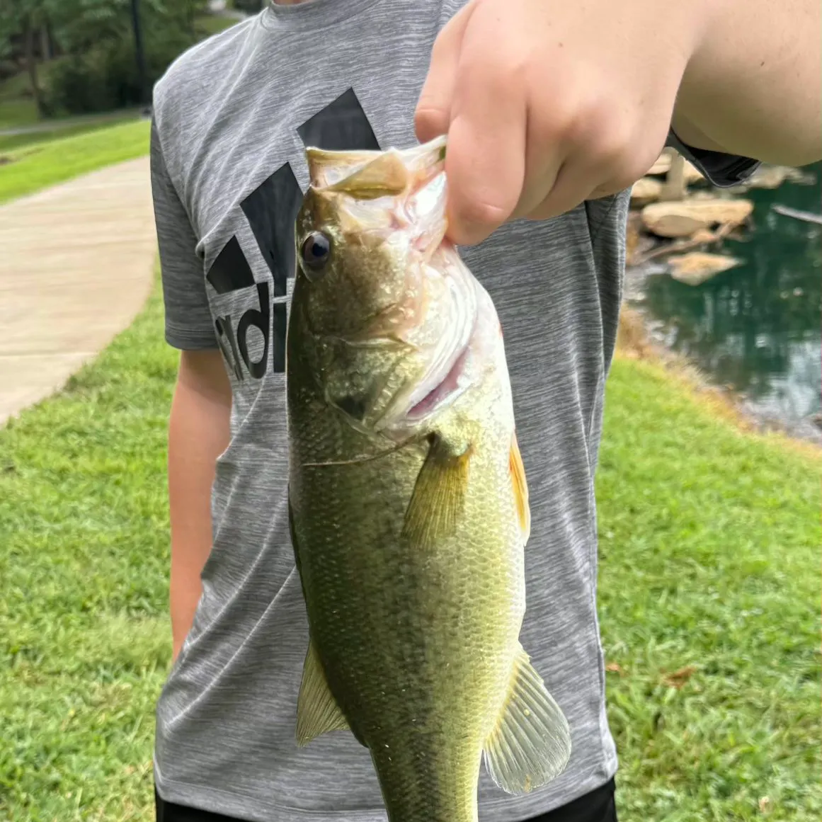 Largemouth bass caught on Fishbrain