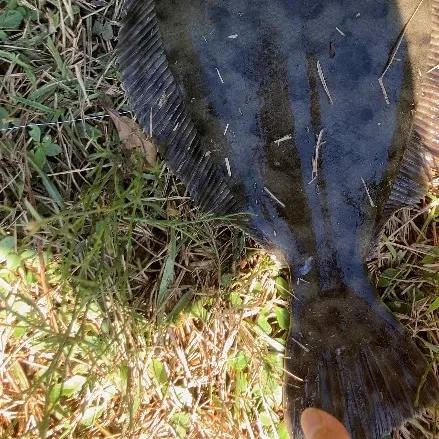 The most recent Summer flounder catches on Fishbrain