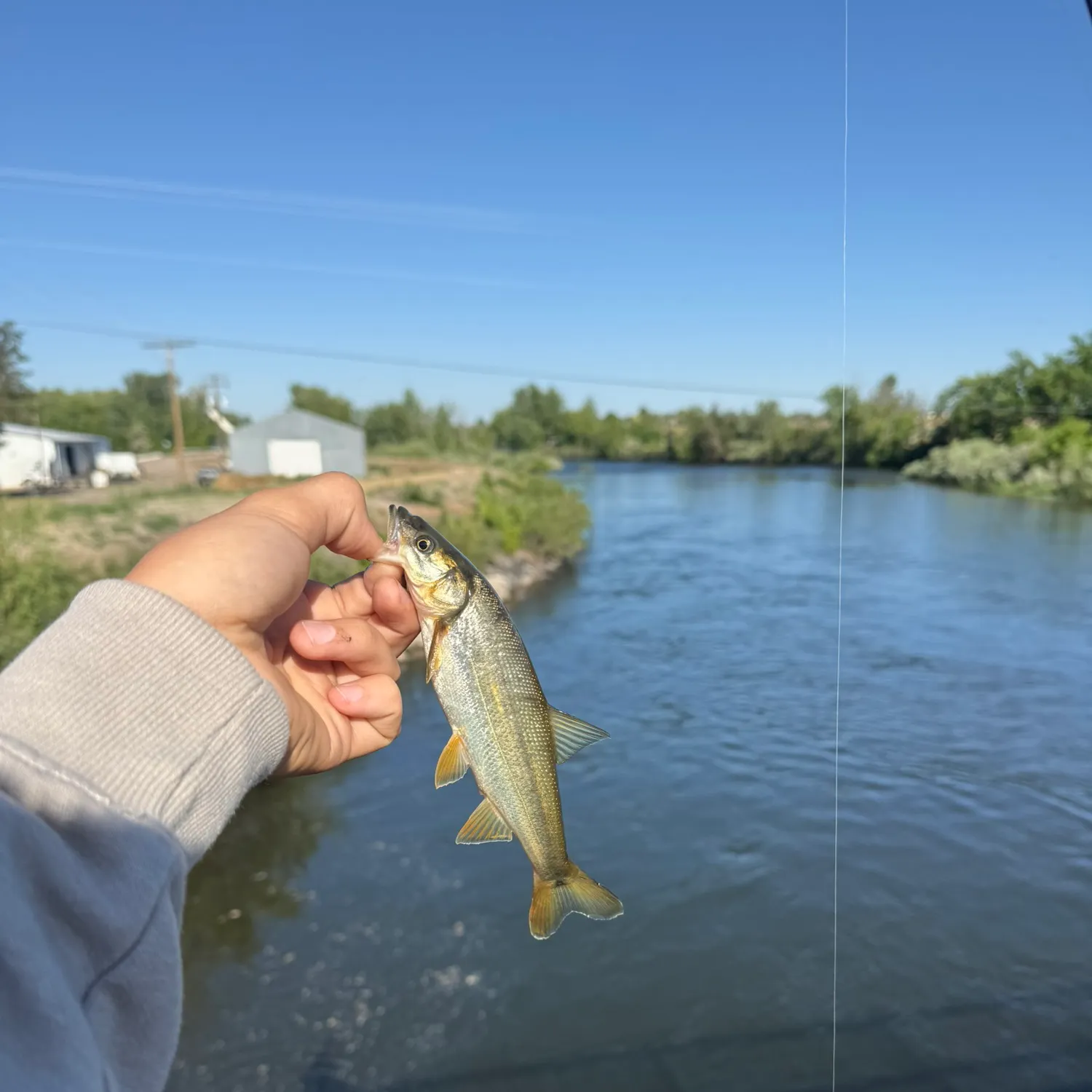 The most recent Northern pikeminnow catches on Fishbrain