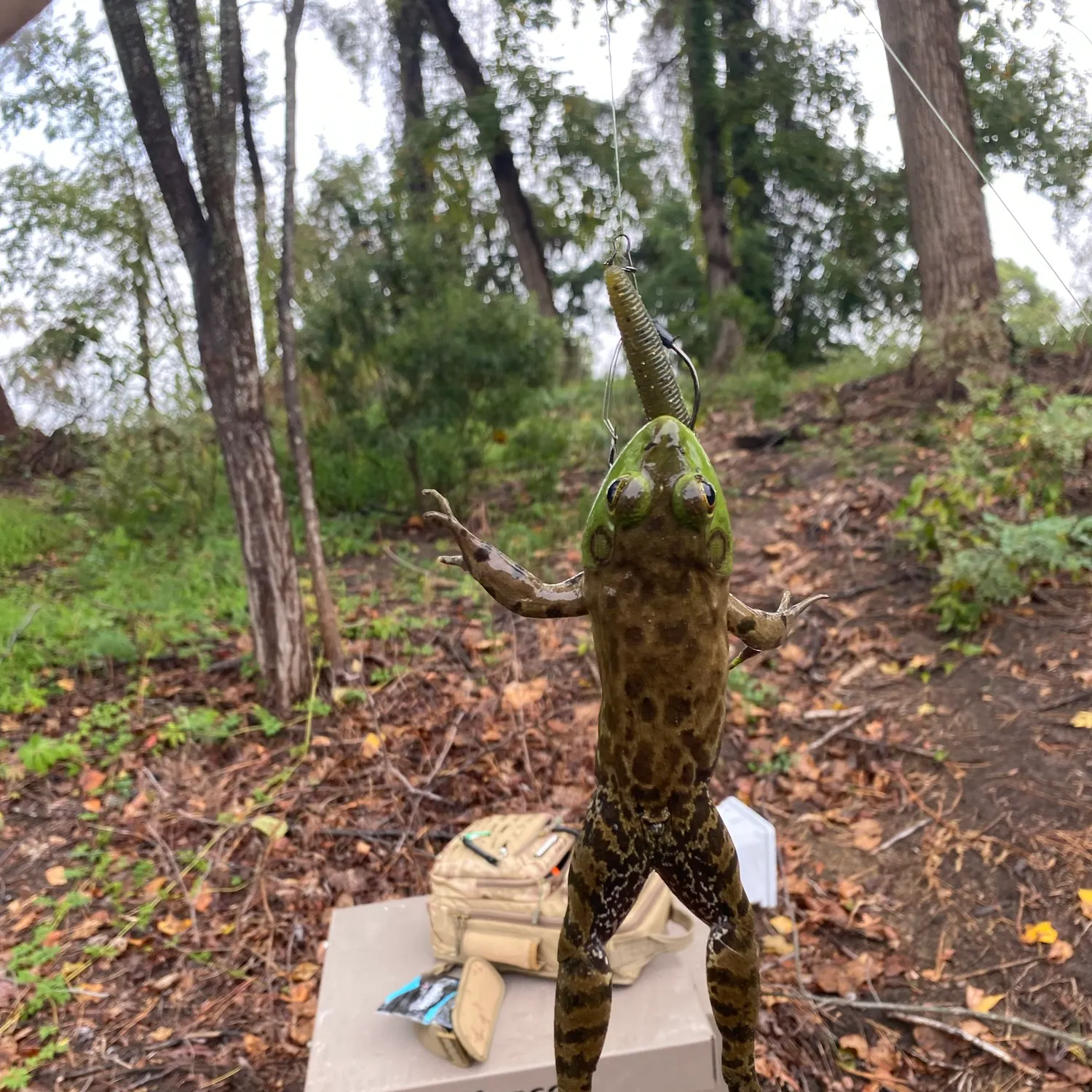 Green frog caught on Fishbrain