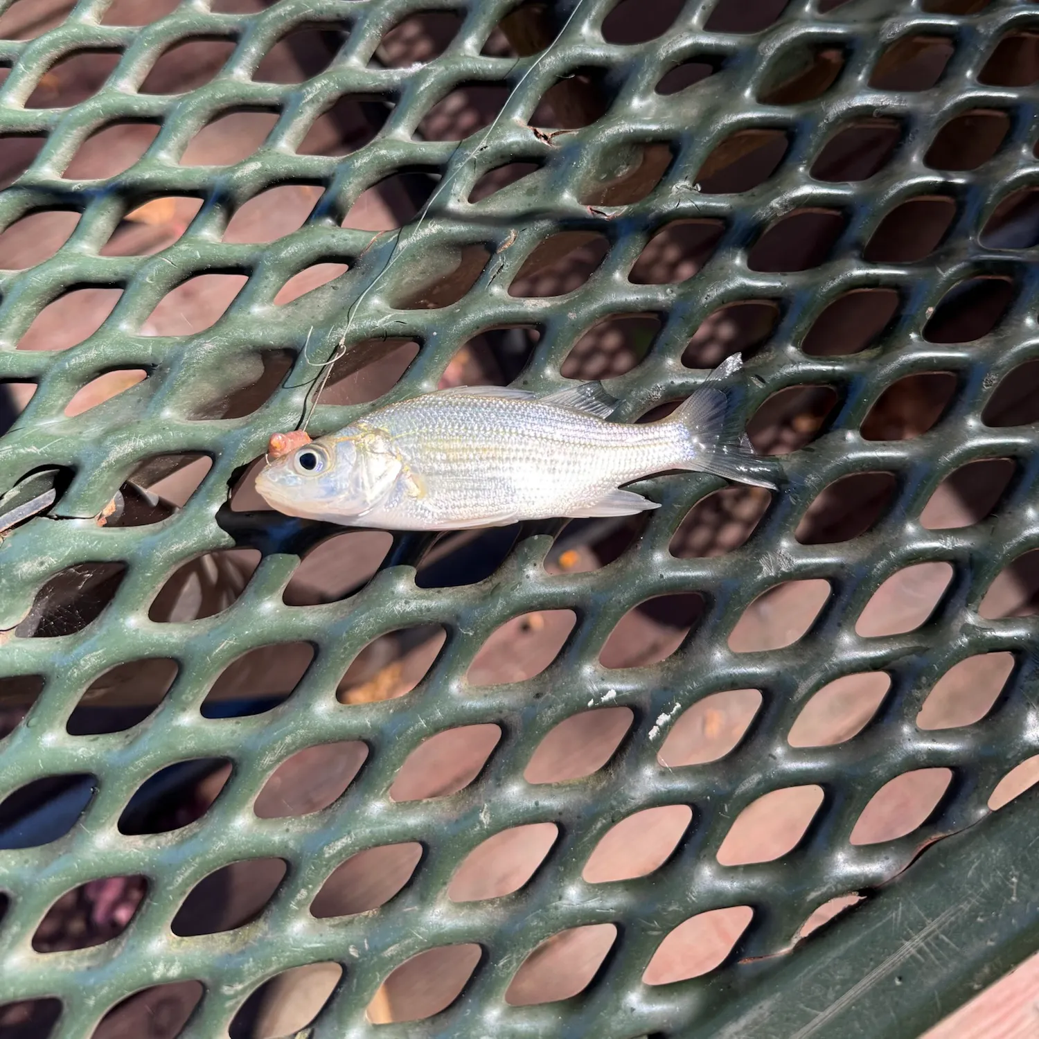 White bass caught on Fishbrain