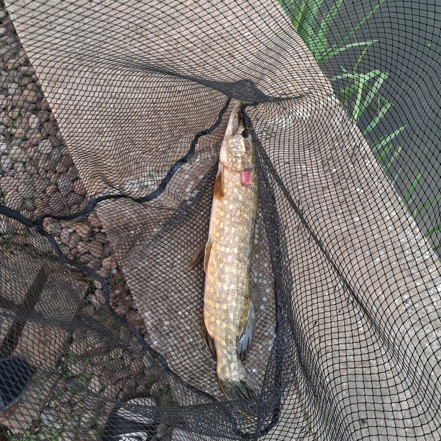 Northern pike caught on Fishbrain