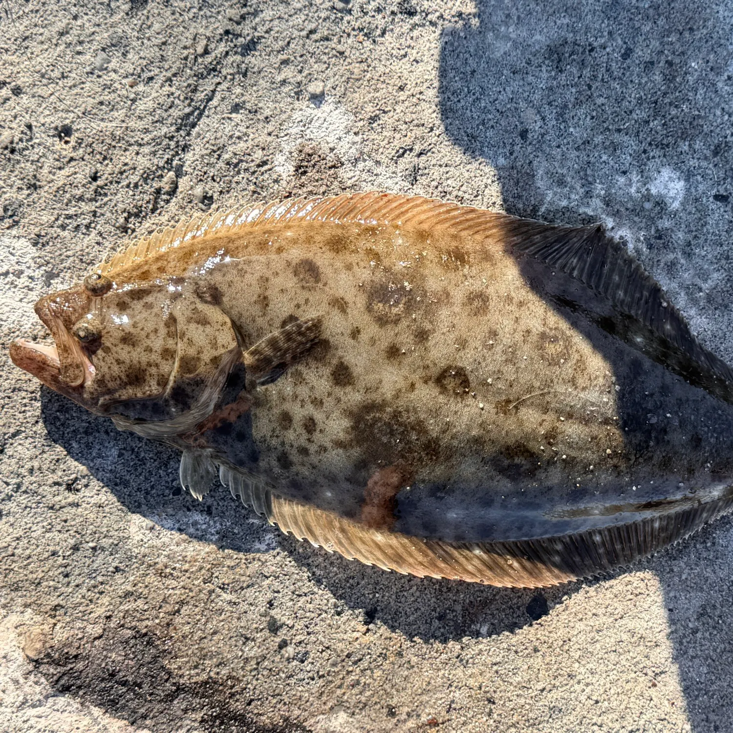 The most recent California halibut catches on Fishbrain