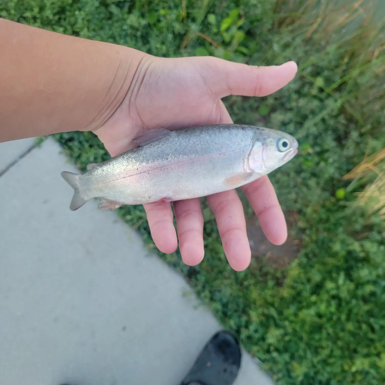Rainbow trout caught on Fishbrain