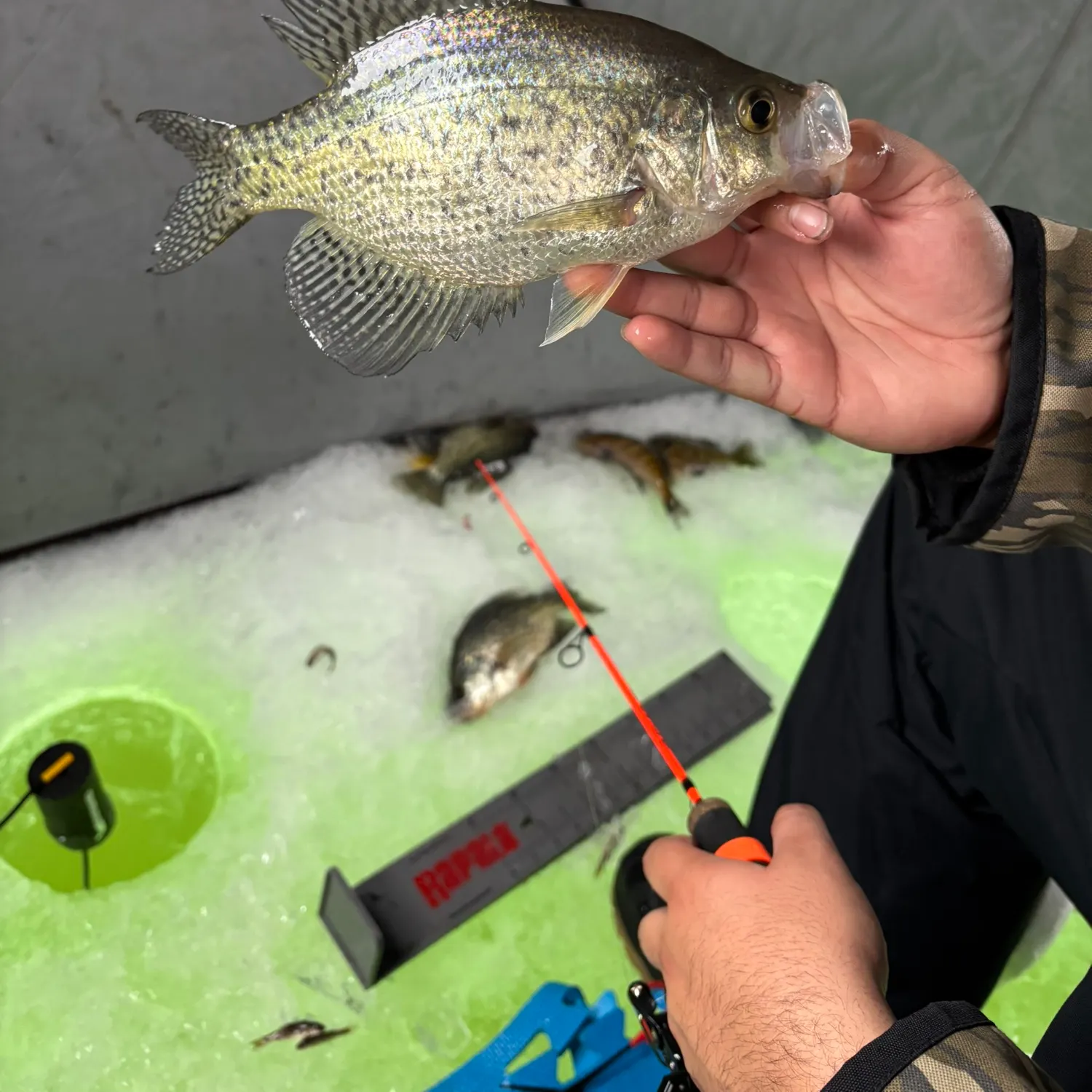 recently logged catches