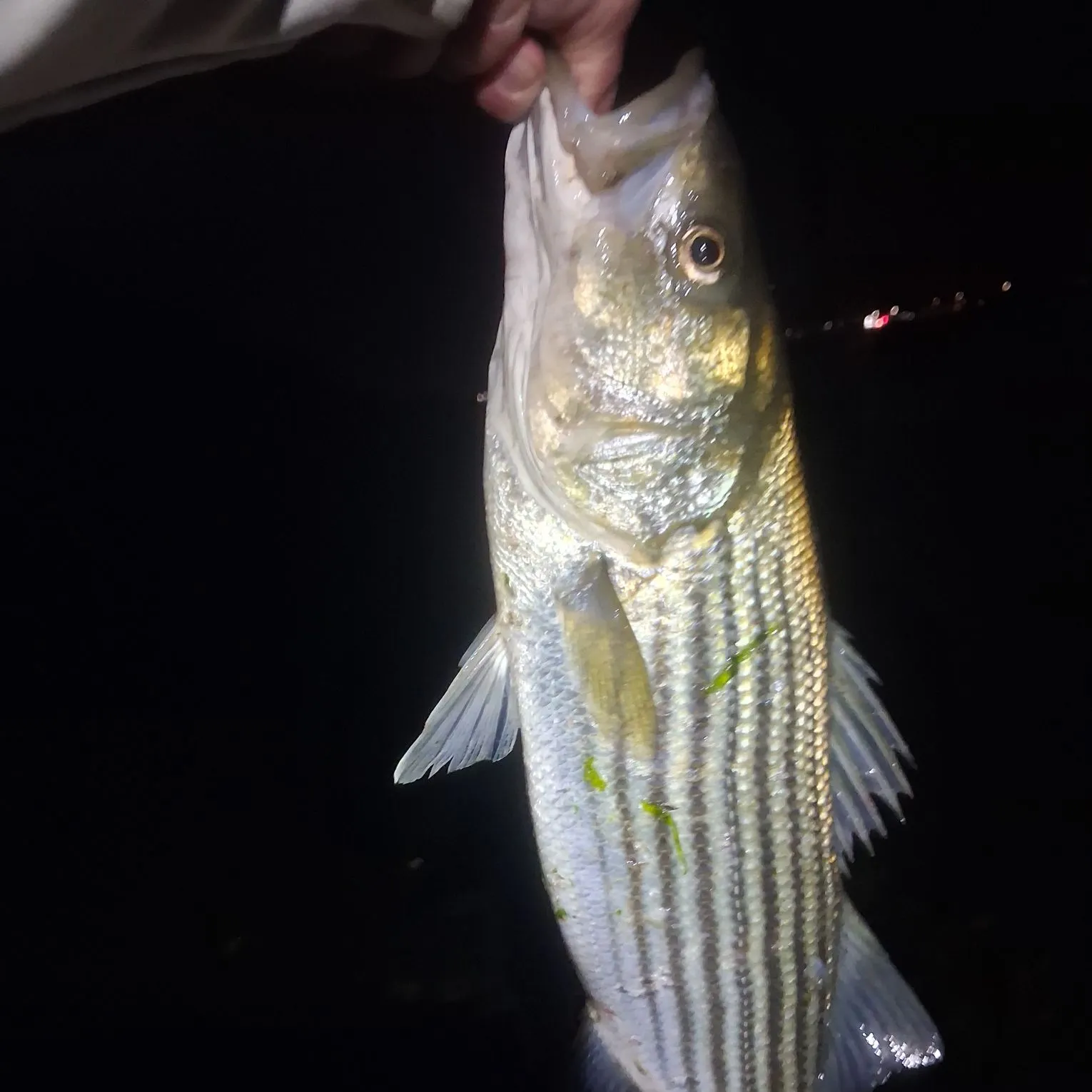 Striped bass caught on Fishbrain