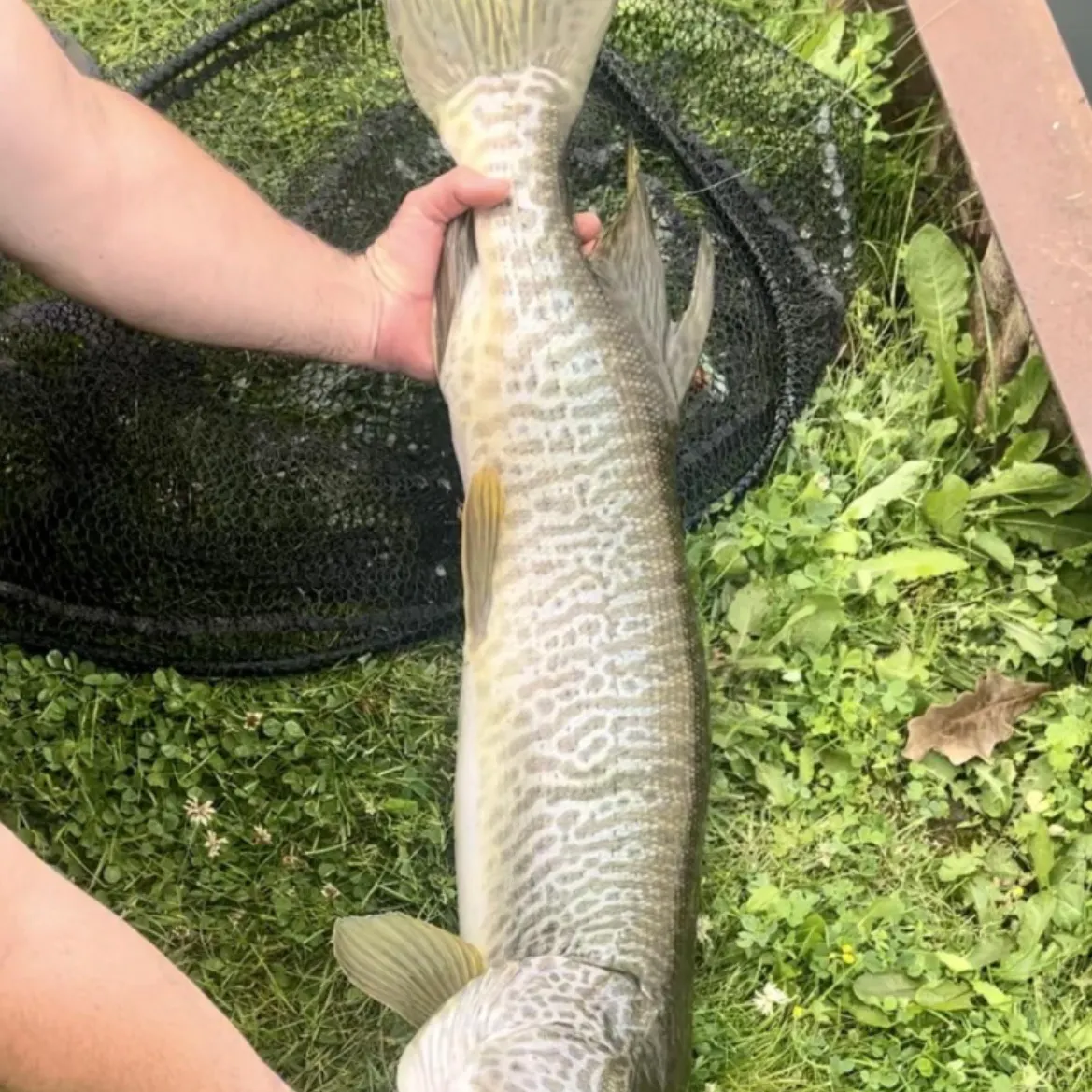 The most recent Tiger muskie catches on Fishbrain