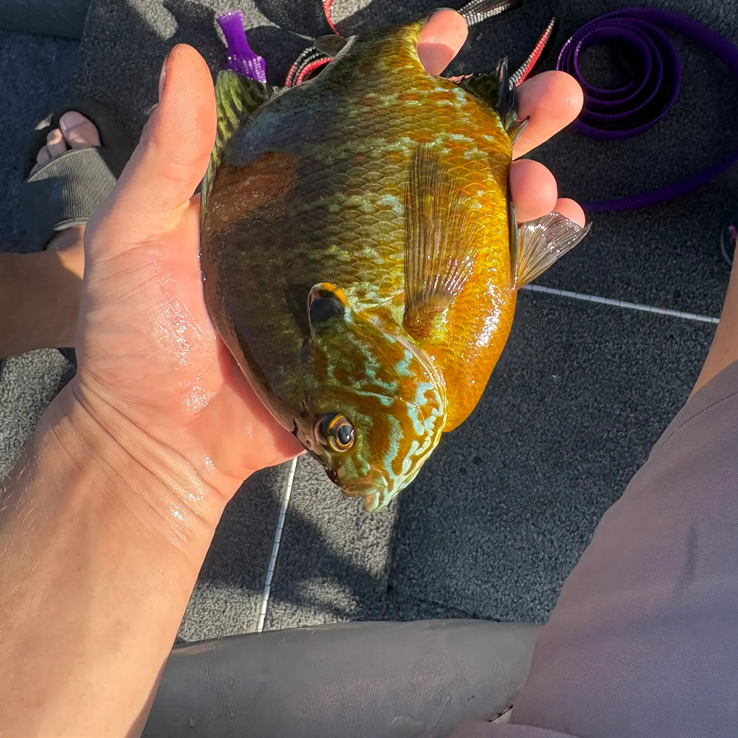recently logged catches