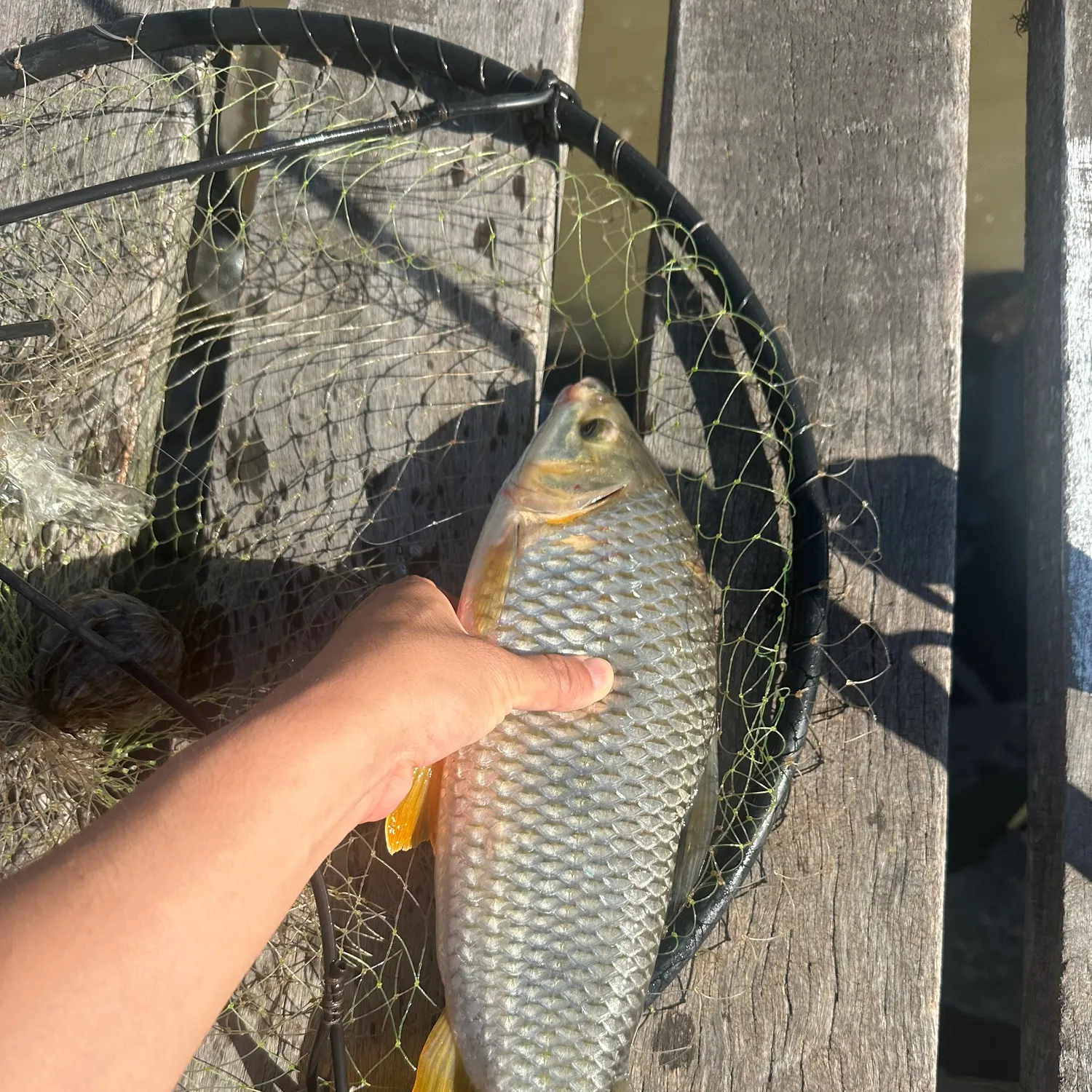 The most recent Boga catches on Fishbrain