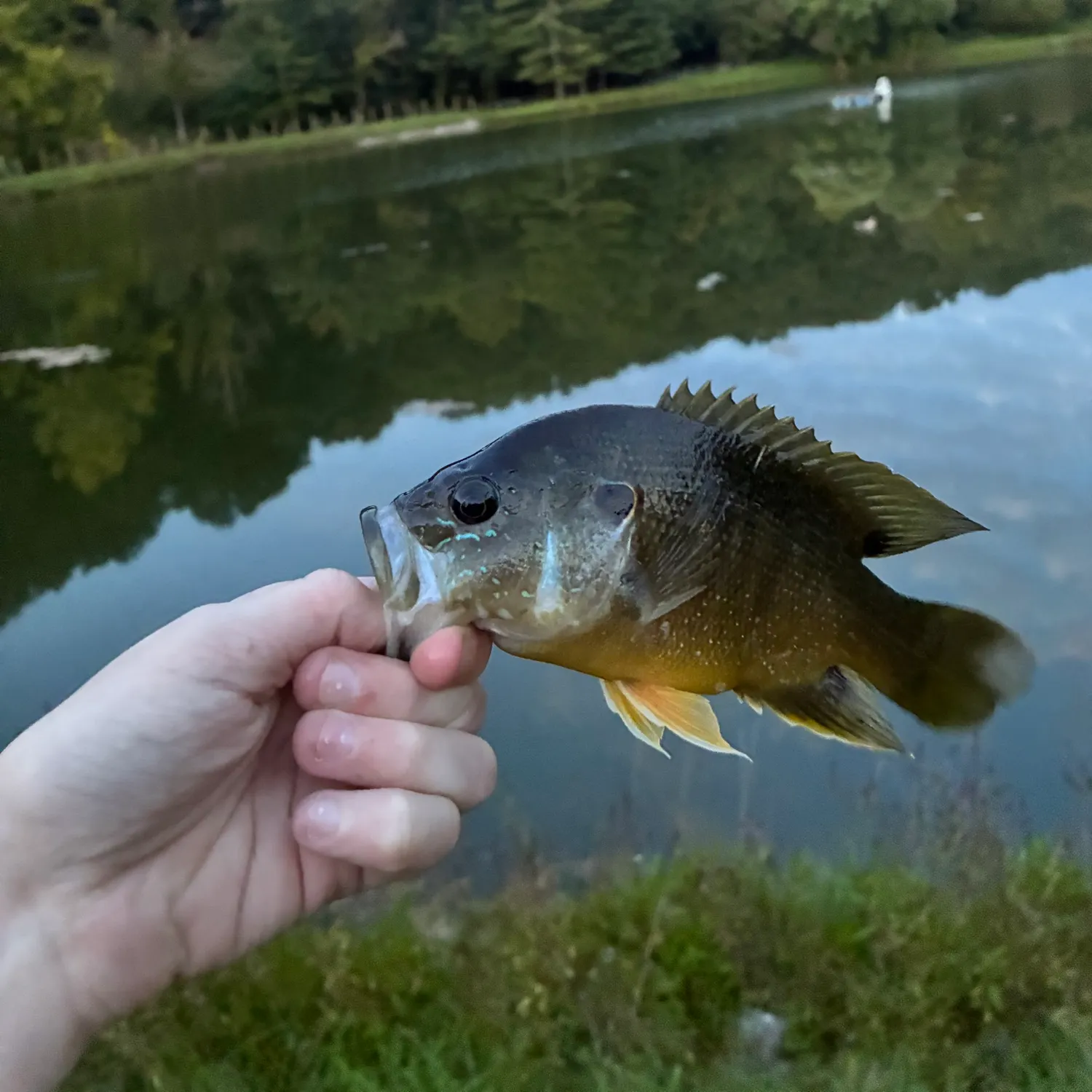 Green sunfish caught on Fishbrain