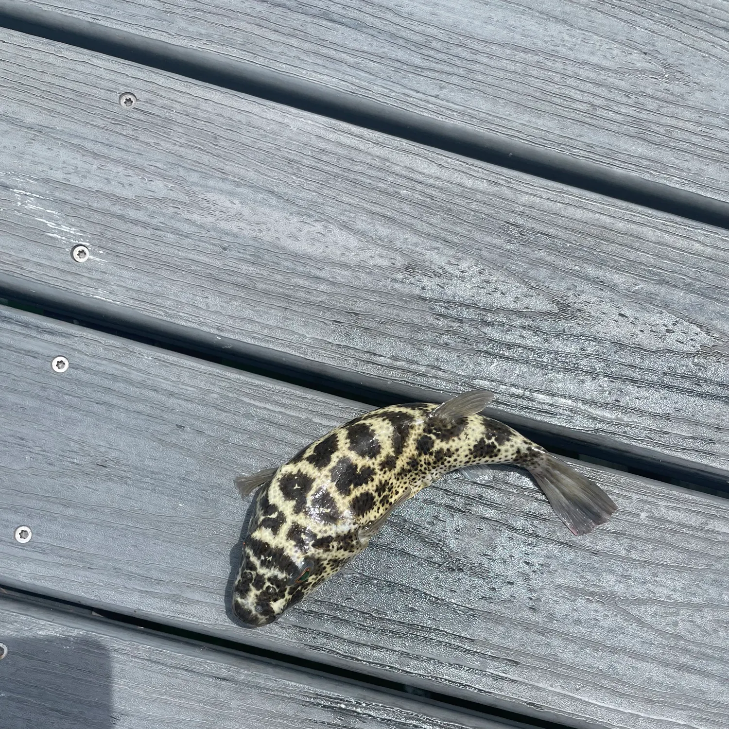 The most recent Southern puffer catches on Fishbrain