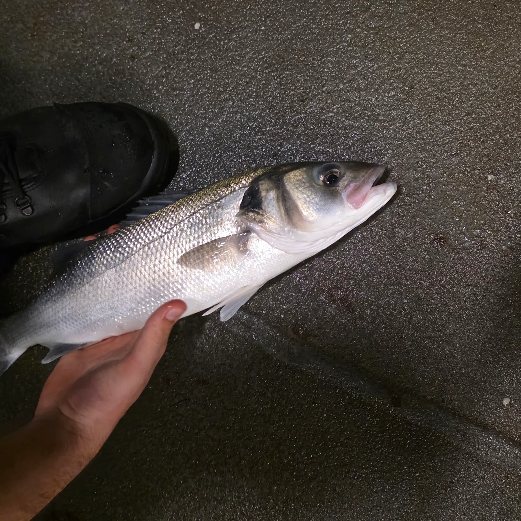 The most recent European seabass catches on Fishbrain