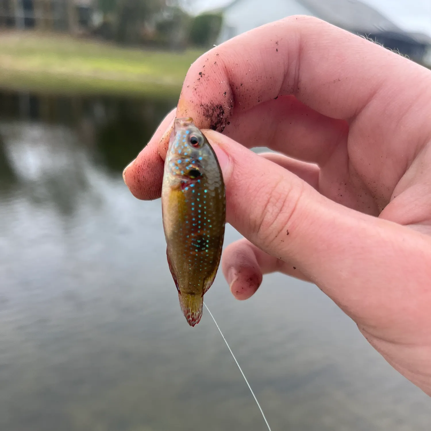 The most recent African Jewelfish catches on Fishbrain
