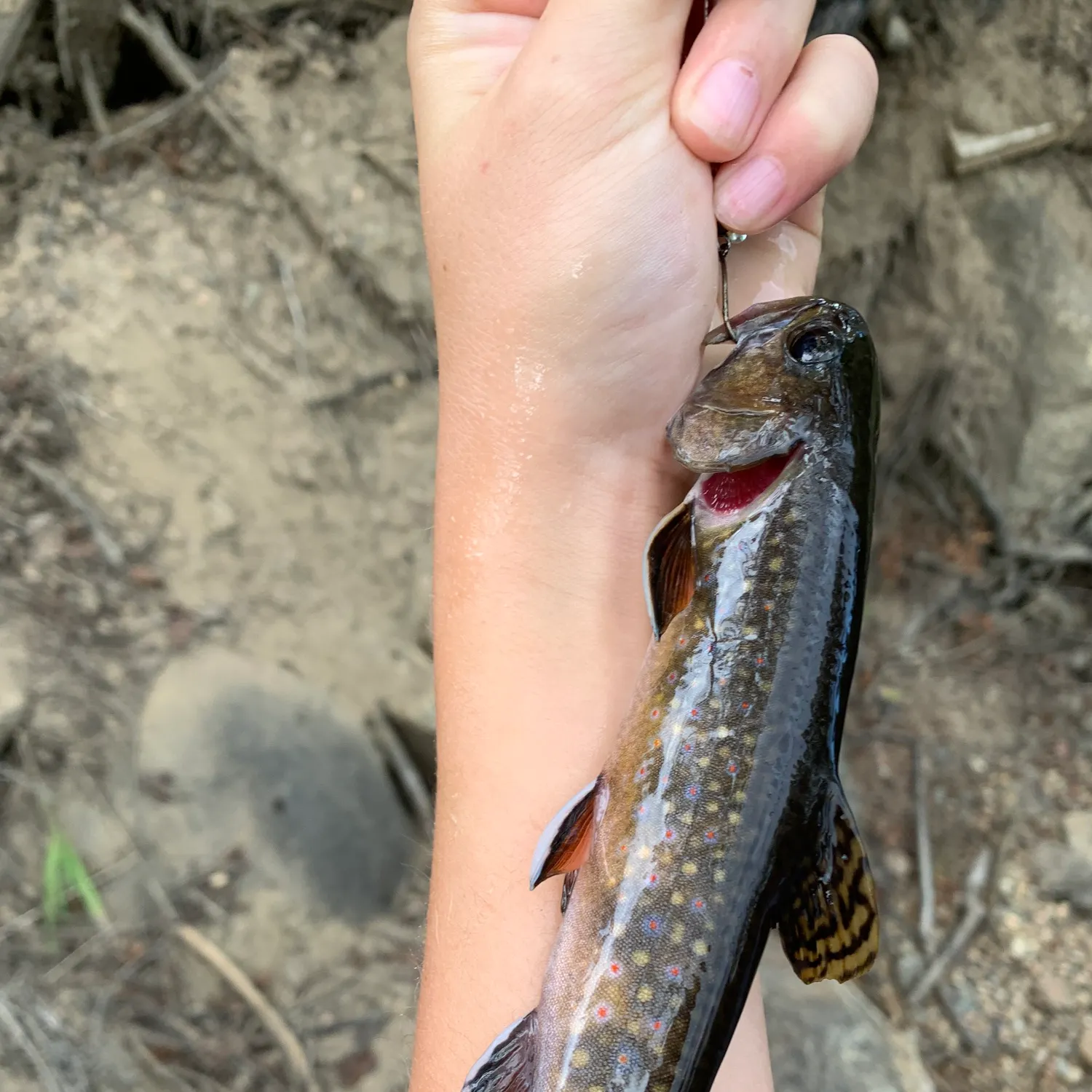 Brook trout caught on Fishbrain