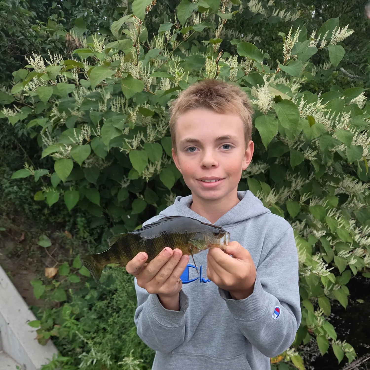 Yellow perch caught on Fishbrain