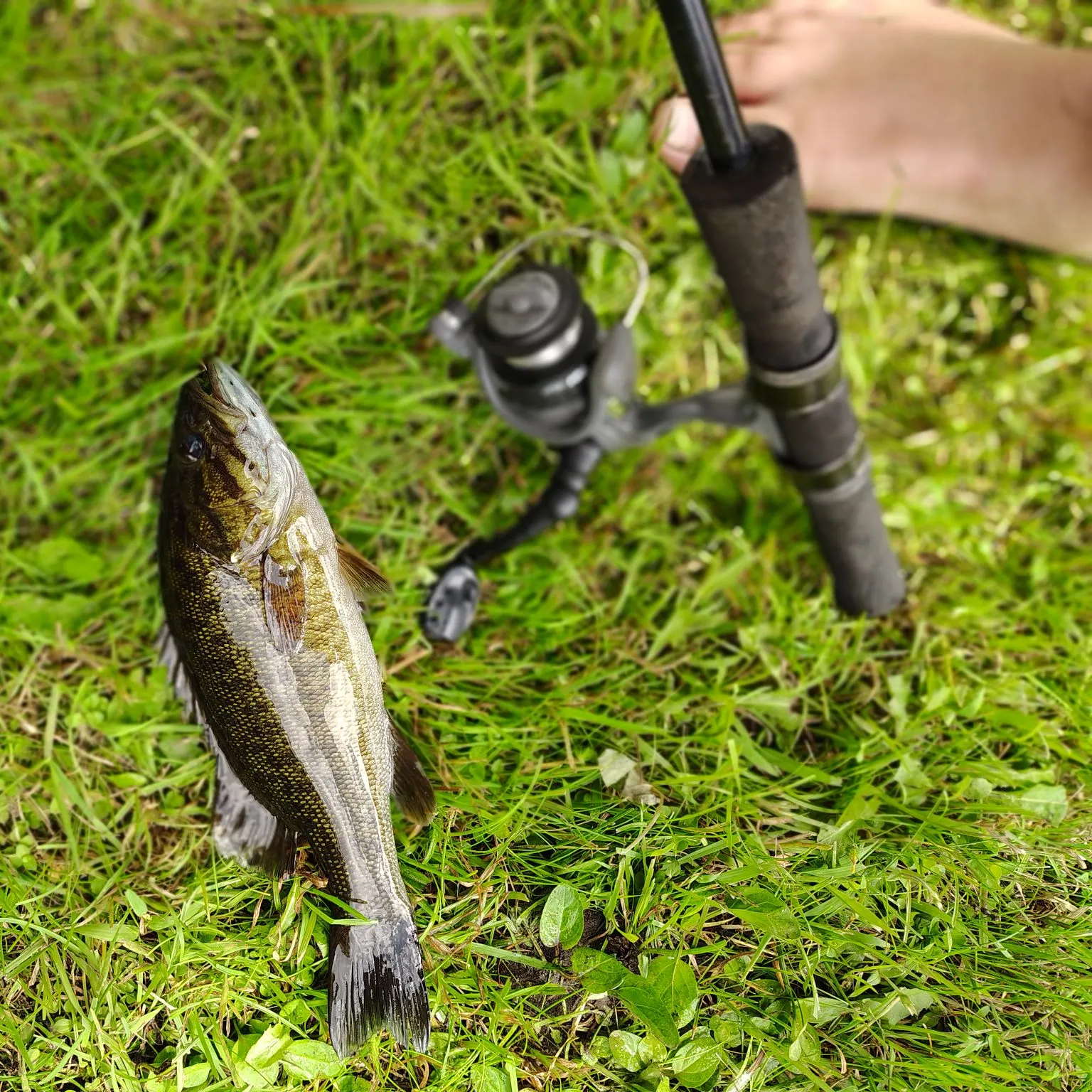 Smallmouth bass caught on Fishbrain