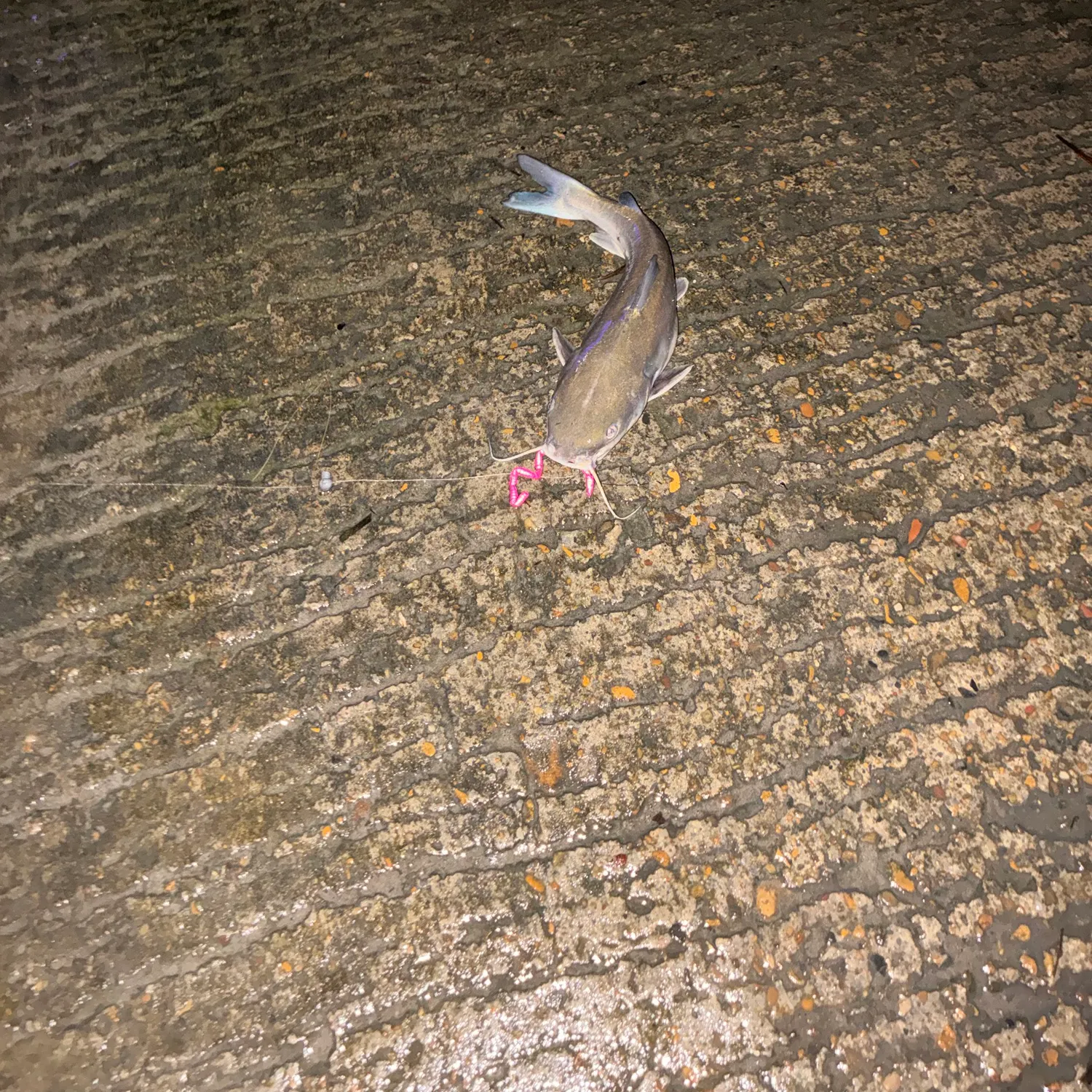 The most recent Gafftopsail sea catfish catches on Fishbrain