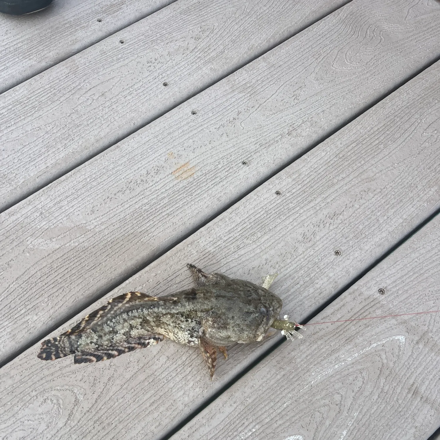 The most recent Red Irish lord catches on Fishbrain