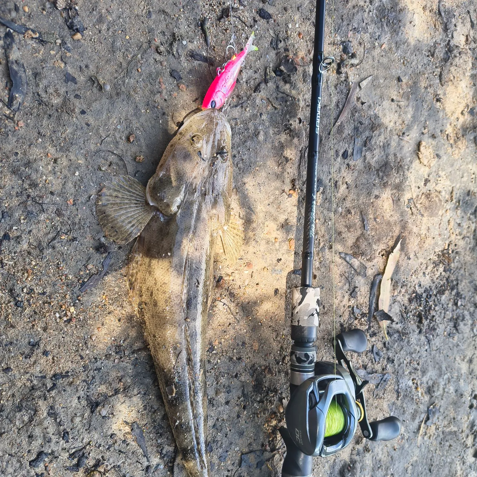 Dusky flathead caught on Fishbrain