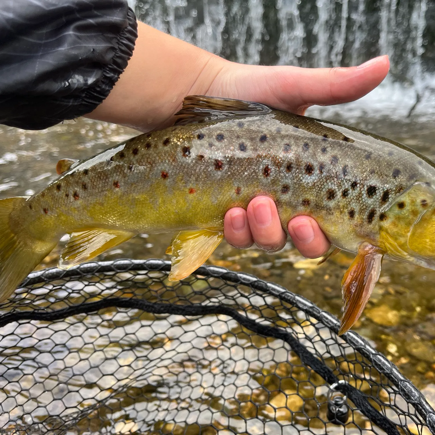 Fish caught on Fishbrain