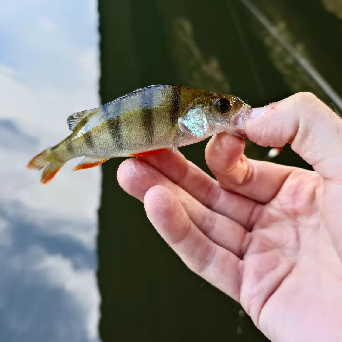 European perch caught on Fishbrain