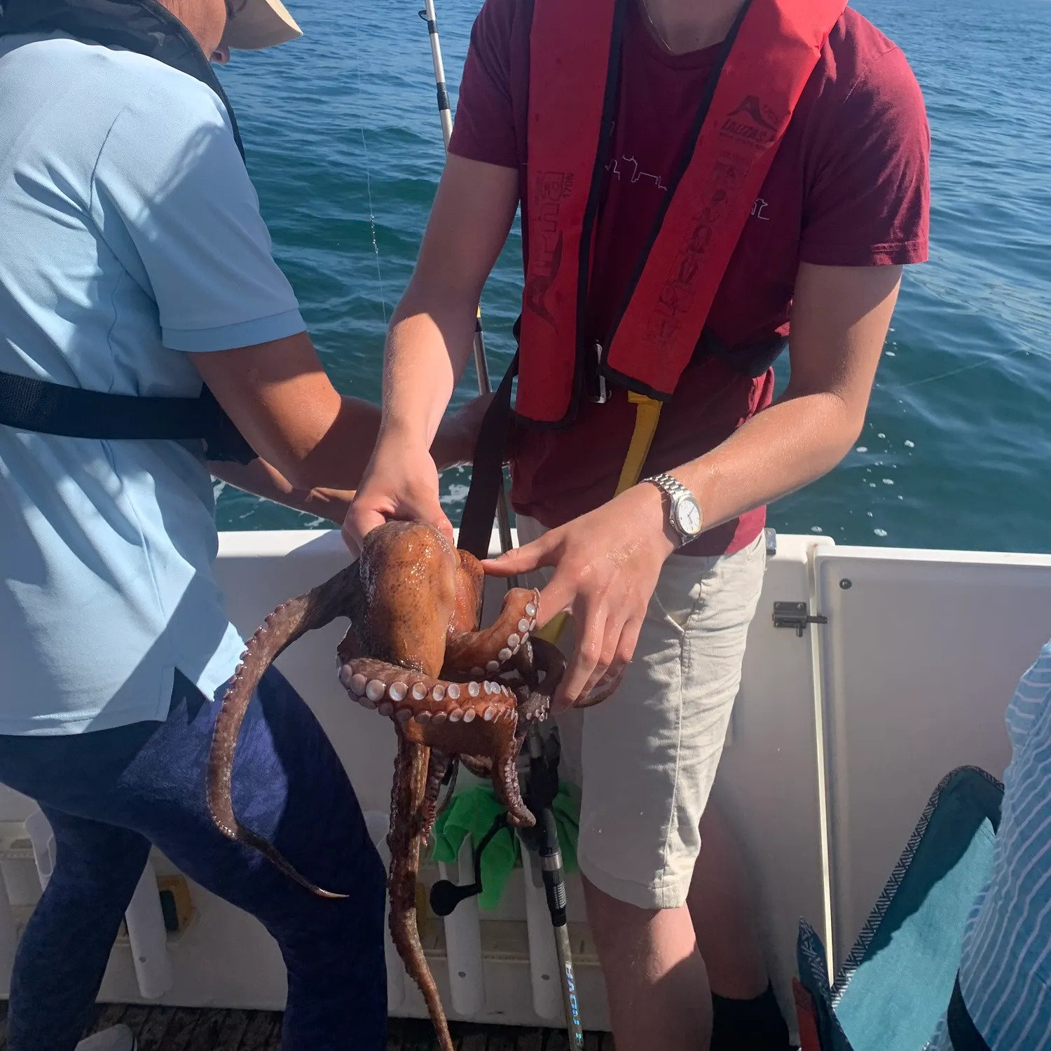 The most recent Common octopus catches on Fishbrain