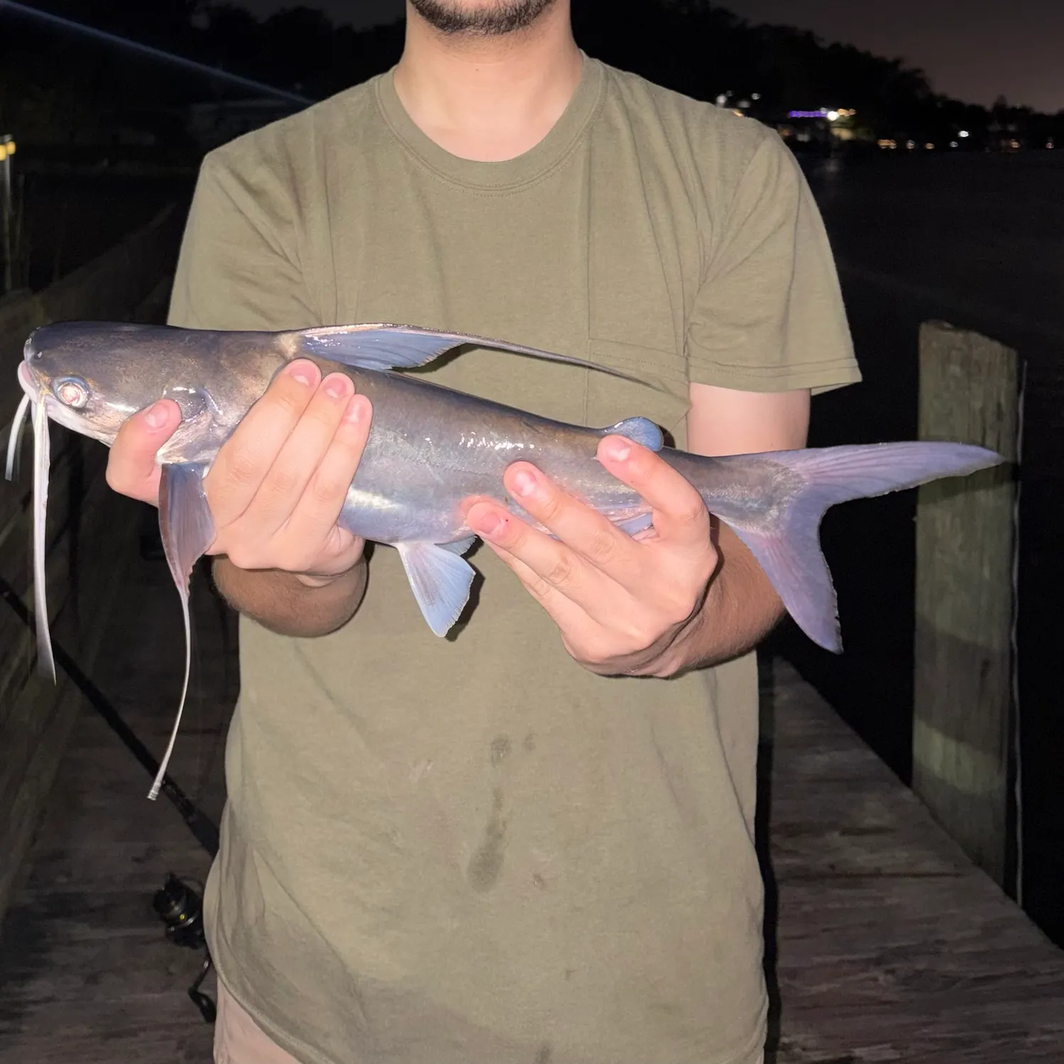 Gafftopsail sea catfish caught on Fishbrain