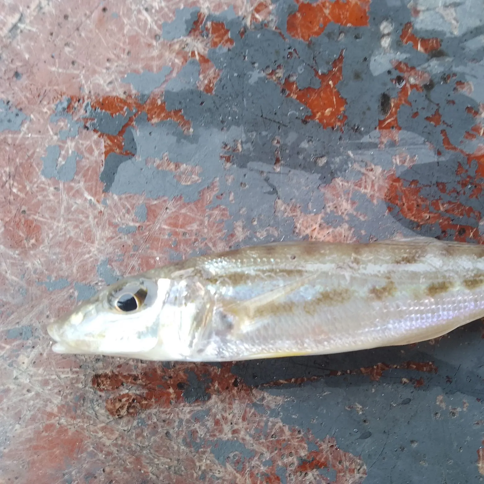 The most recent Golden threadfin bream catches on Fishbrain