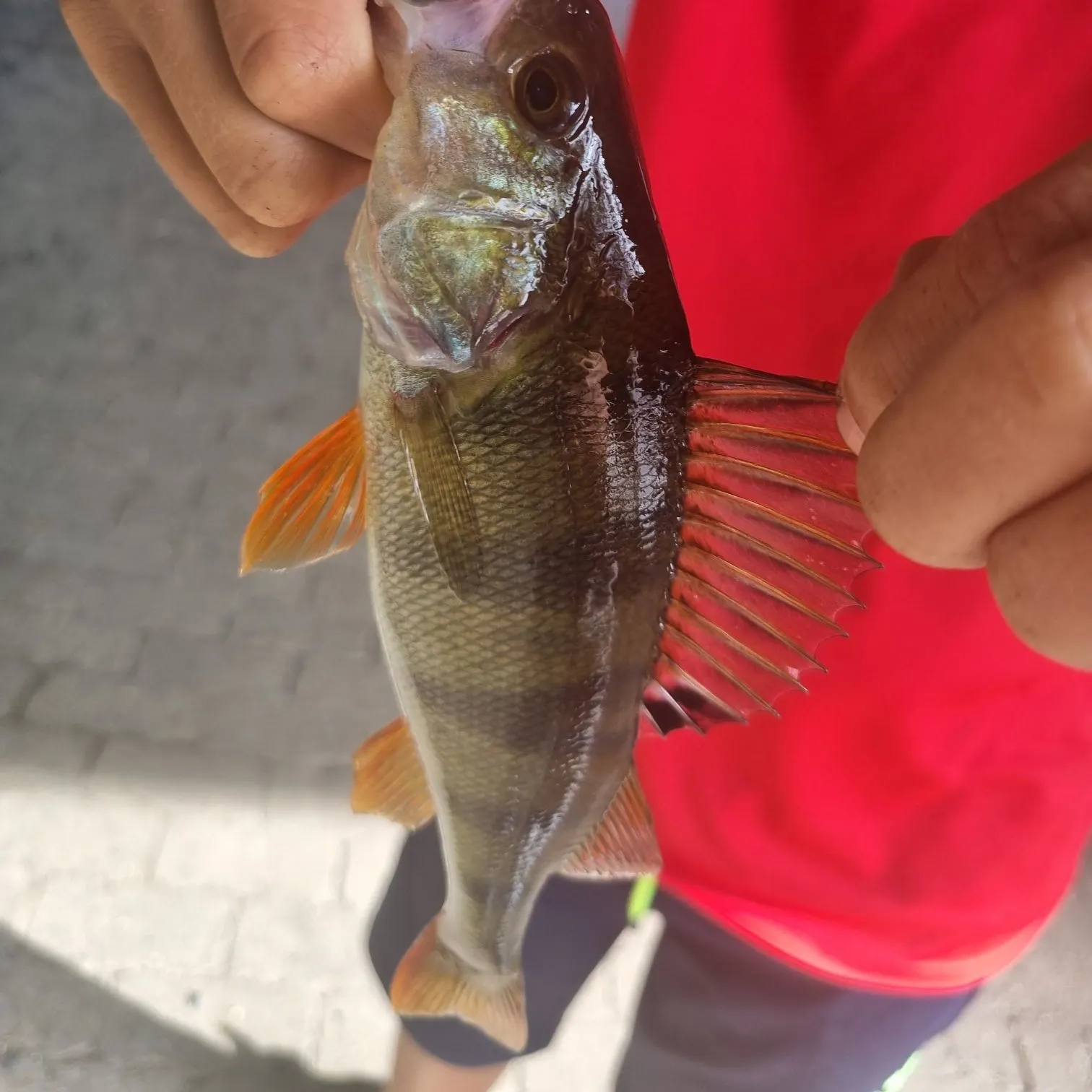 European perch caught on Fishbrain