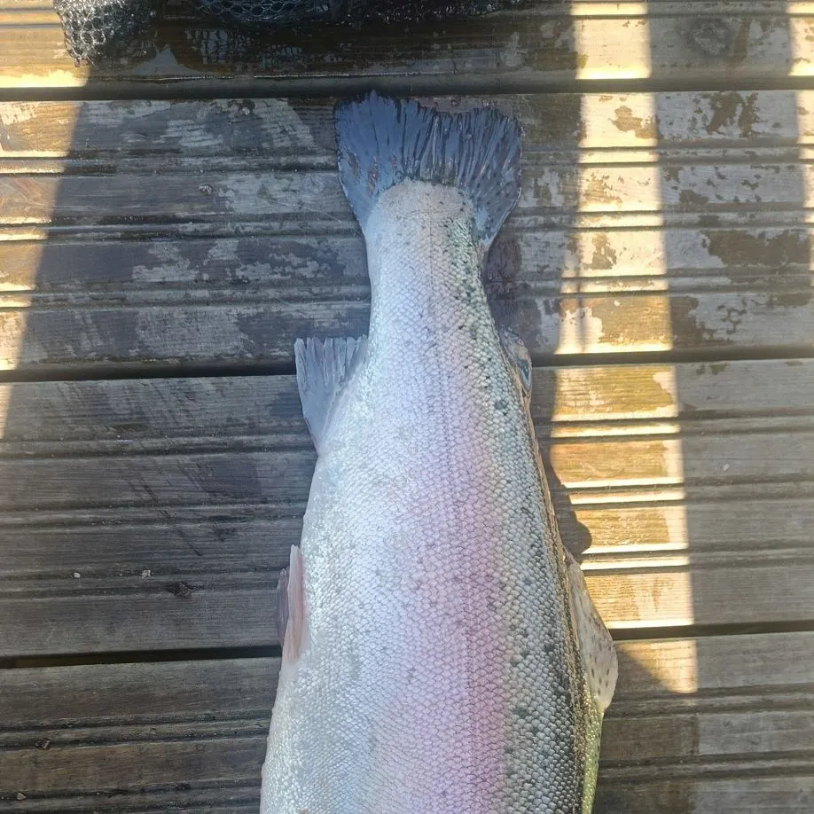 Rainbow trout caught on Fishbrain