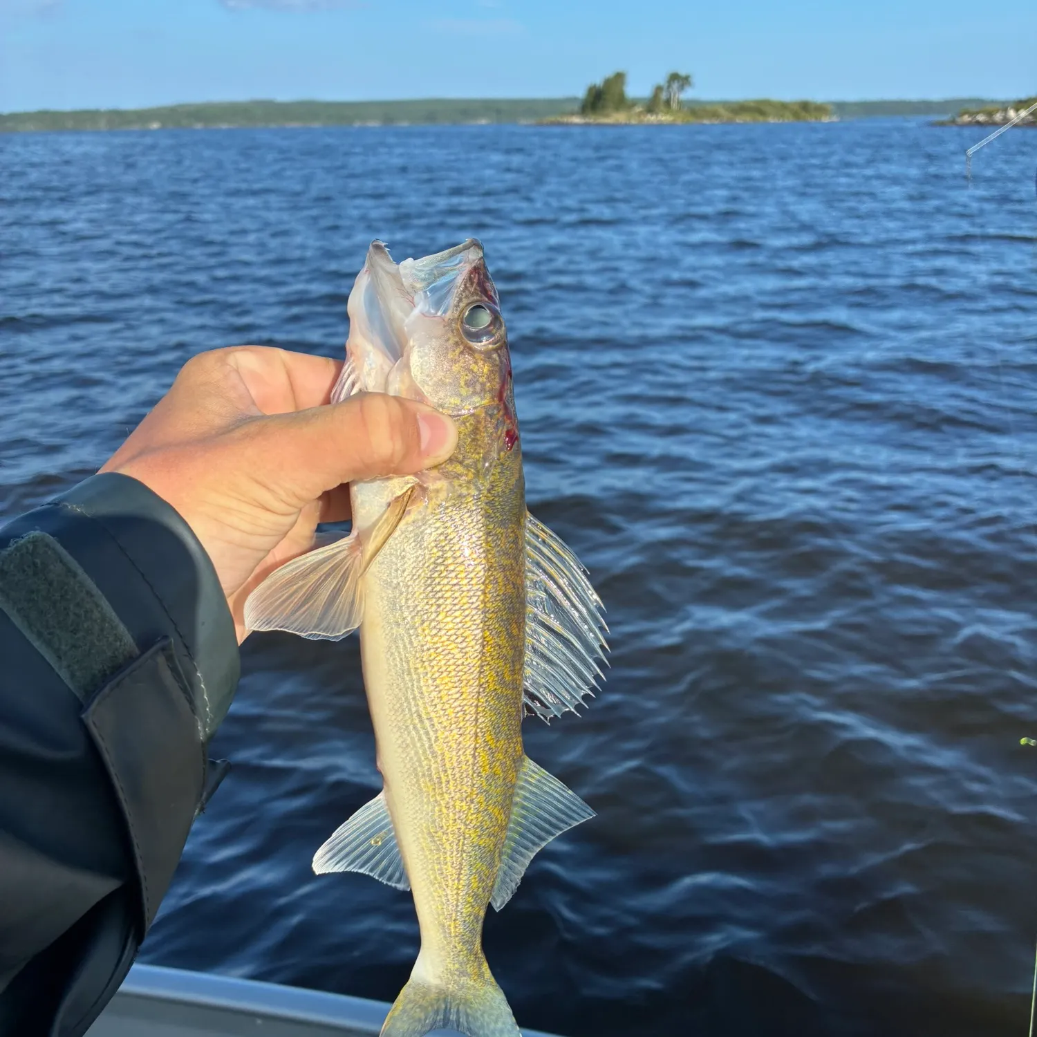 Walleye caught on Fishbrain